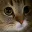 meow meow