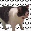 aaaa aaaa