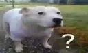 okdog