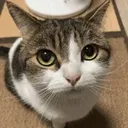CatMrkv