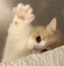 hai