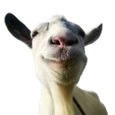 goat