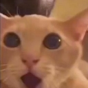 :catwoow: