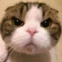 angry_beta