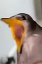 Birdscream