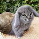 snat Discord emoji