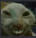 trollcat