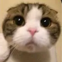 whatcatt