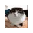 cat_cube