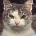 pissedcat