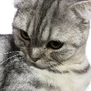 mochisaurus
