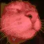 catDance
