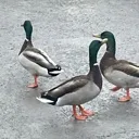 duck_bros