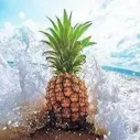 SCP4796Pineapple