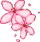 PinkFlowerskdn