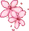 PinkFlowerskdn