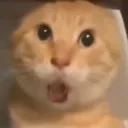 catomg