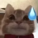 catsweat