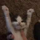 yippieyahoo