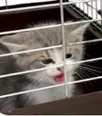 V3Gato