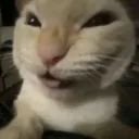Ueueu