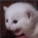 5catscreaming 5catscreaming