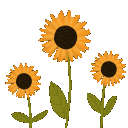 zsunflowers