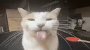 sillycat