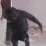 dance3