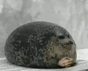 sealthinkyuki