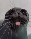 Seal_hap
