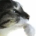 ThonkCat
