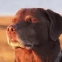 __