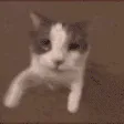 kittykiss