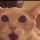 CatShocked