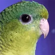 ptvBird
