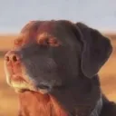 ChillDog