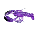 VentCrab