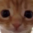 WTT_cat_stare WTT_cat_stare