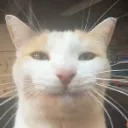 notsillycat