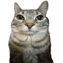 MeowMood