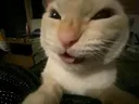 Evilseraphyn