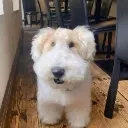 ImDoggO ImDoggO