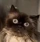 stare