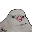 sBird