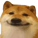 happedog happedog
