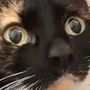 OhioCat