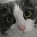eyes