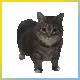 Uiaoo_Kitten