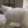 catShaker